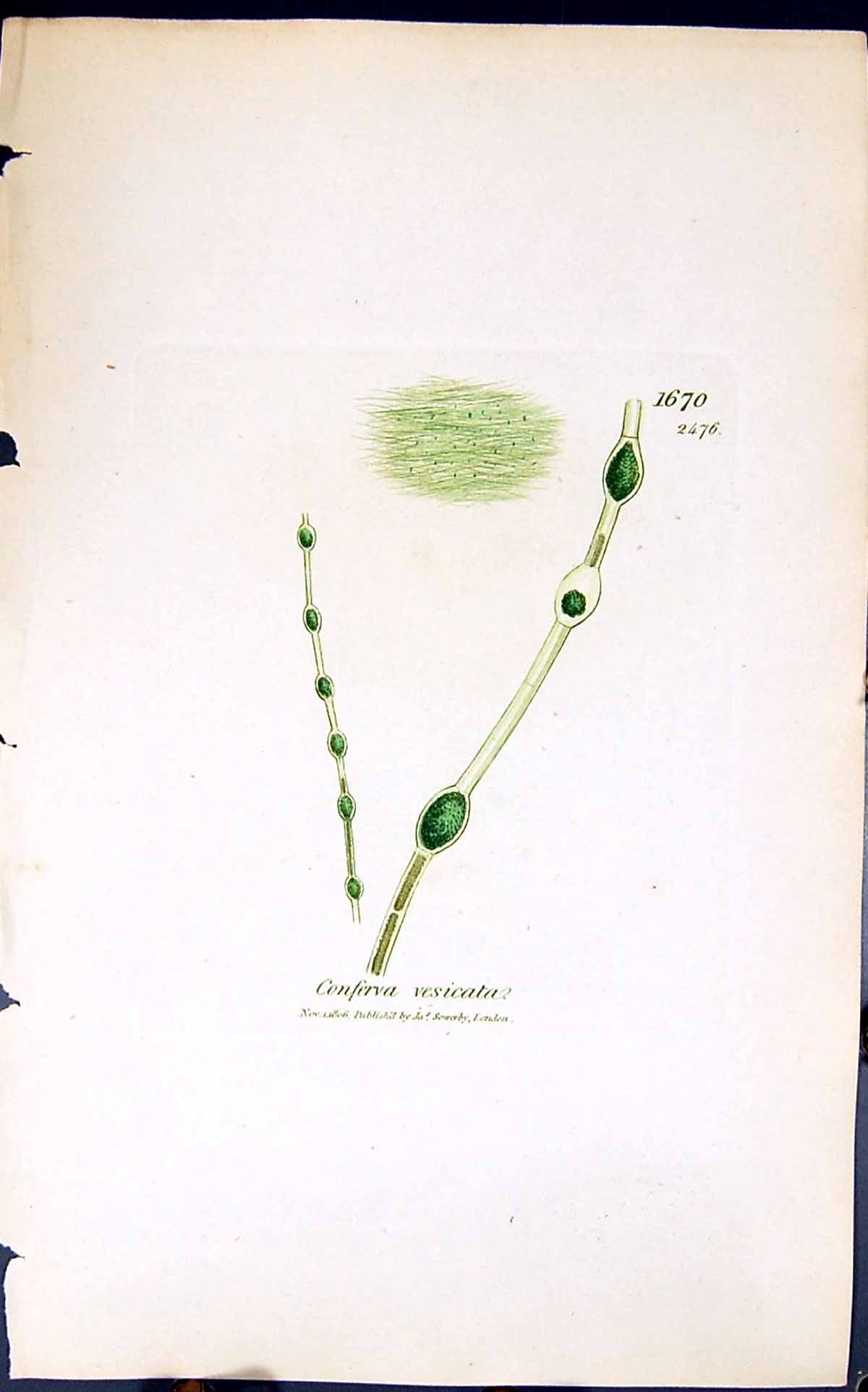 Antique Old Print Conferva Vesicata 1847 British Plants Sowerby Smith Colour
