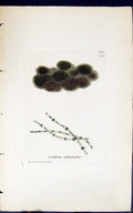 Antique Old Print Conferva Alternata 1847 British Plants Sowerby Smith Colour