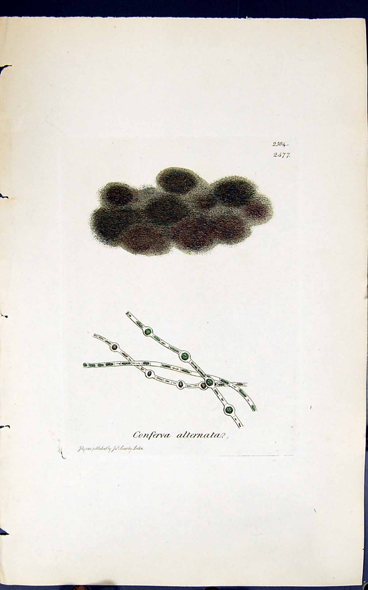 Antique Old Print Conferva Alternata 1847 British Plants Sowerby Smith Colour