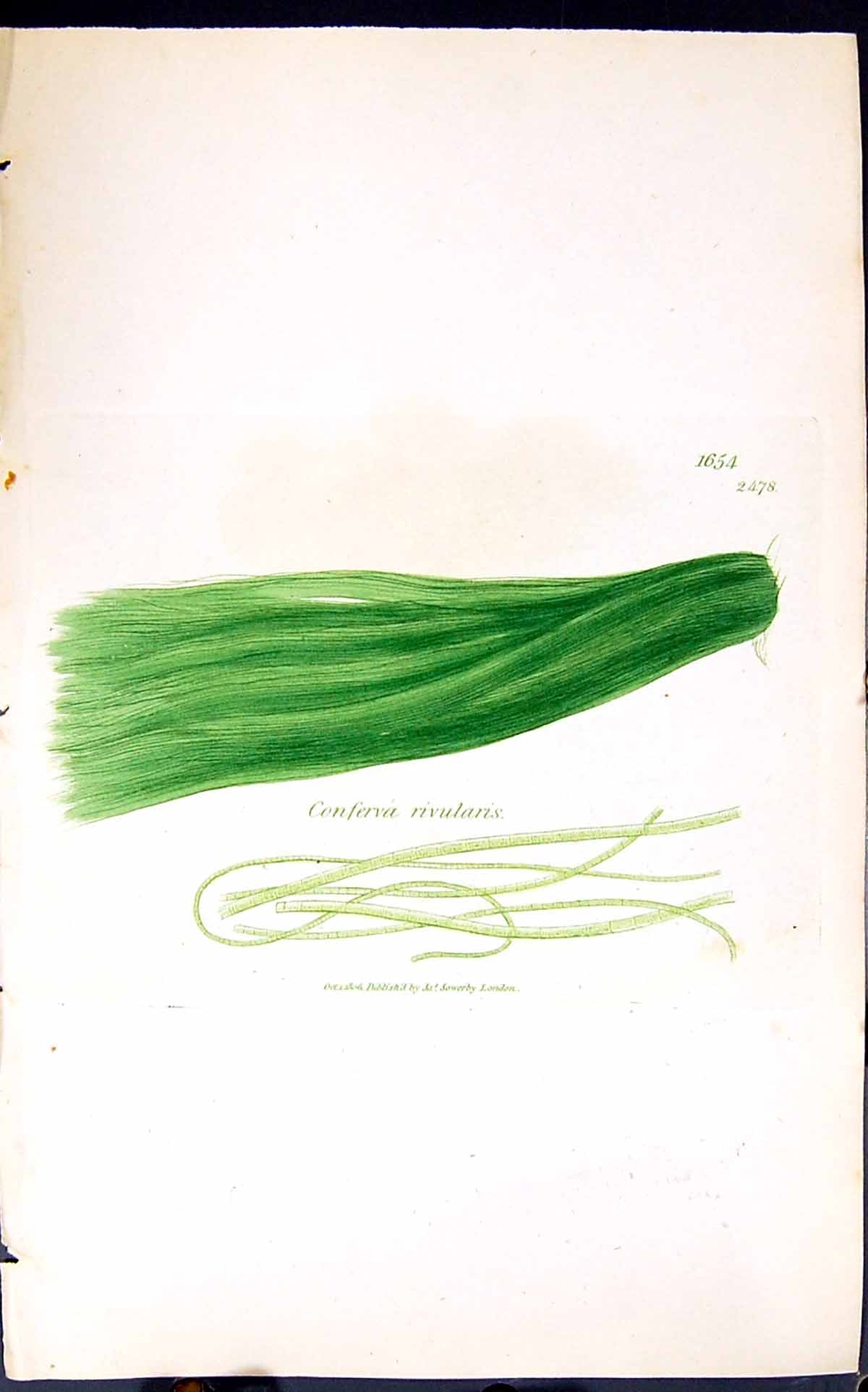 Antique Old Print Conferva Rivularis 1847 British Plants Sowerby Smith Colour