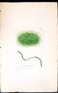 Antique Old Print Conferva Tortuosa 1847 British Plants Sowerby Smith Colour