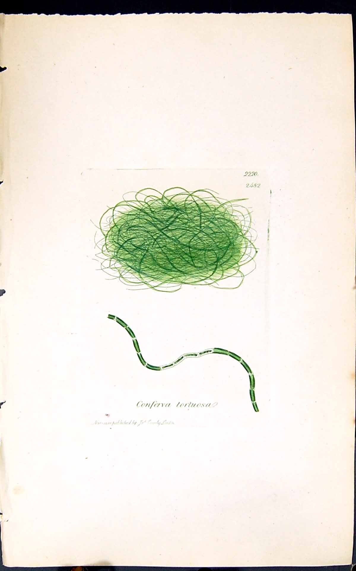 Antique Old Print Conferva Tortuosa 1847 British Plants Sowerby Smith Colour
