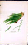 Old Antique Print Conferva Oerea 1847 British Plants Sowerby Smith Colour 19th