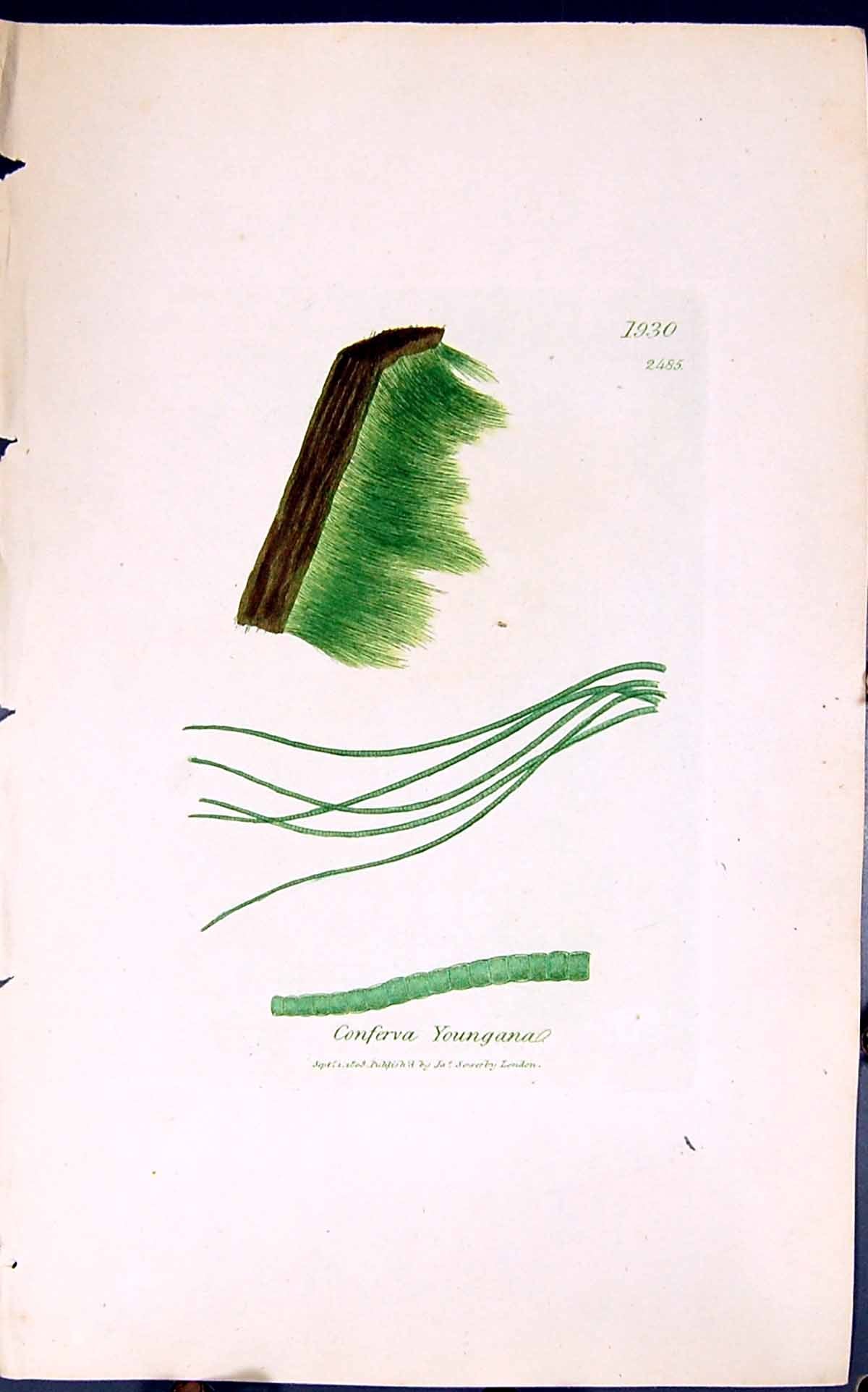 Antique Old Print Conferva Youngana 1847 British Plants Sowerby Smith Colour