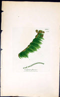 Antique Old Print Conferva Flacca 1847 British Plants Sowerby Smith Colour 19th
