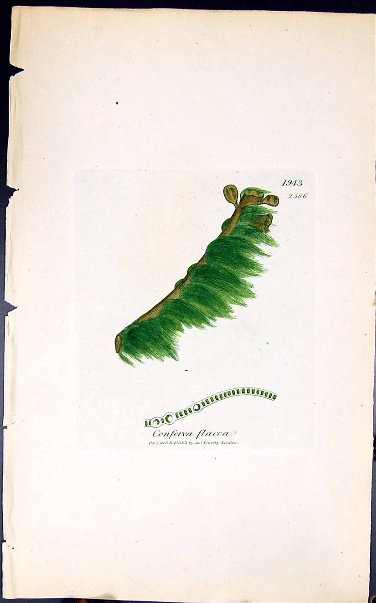 Antique Old Print Conferva Flacca 1847 British Plants Sowerby Smith Colour 19th