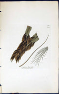Antique Old Print Conferva Flaccida 1847 British Plants Sowerby Smith Colour