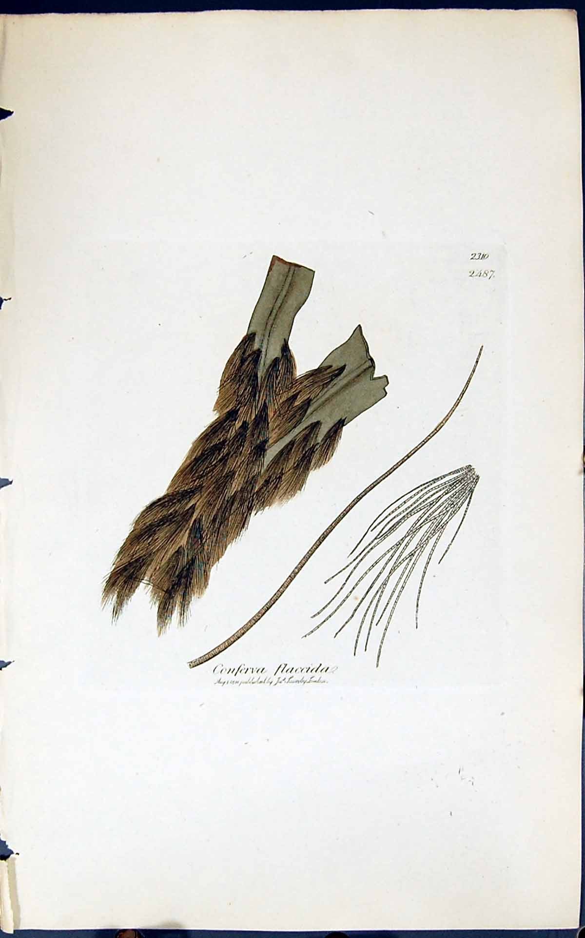 Antique Old Print Conferva Flaccida 1847 British Plants Sowerby Smith Colour