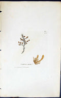 Old Antique Print Conferca Curta 1847 British Plants Sowerby Smith Colour 19th
