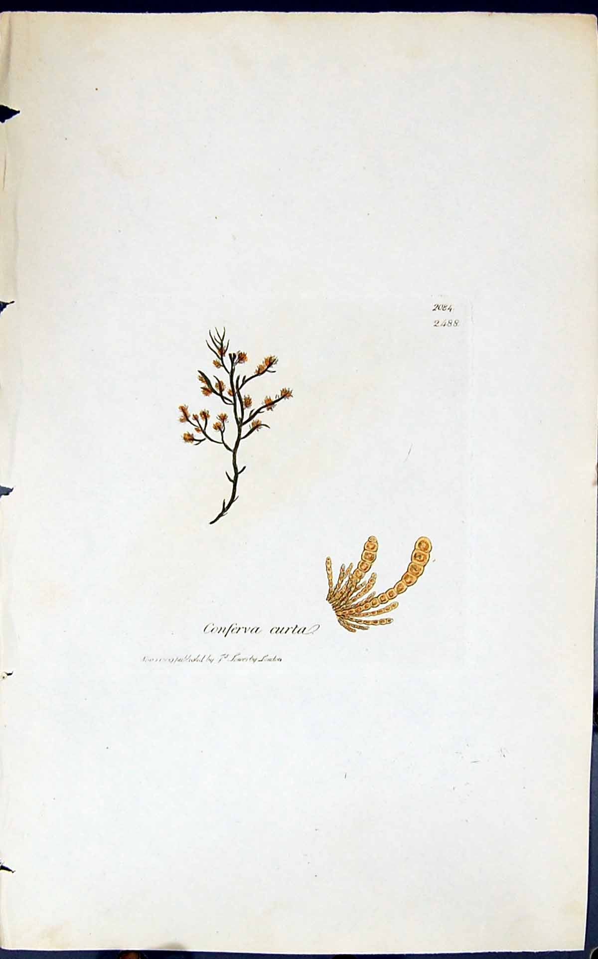 Old Antique Print Conferca Curta 1847 British Plants Sowerby Smith Colour 19th
