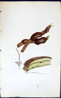 Antique Old Print Conferva Scutulata 1847 British Plants Sowerby Smith Colour