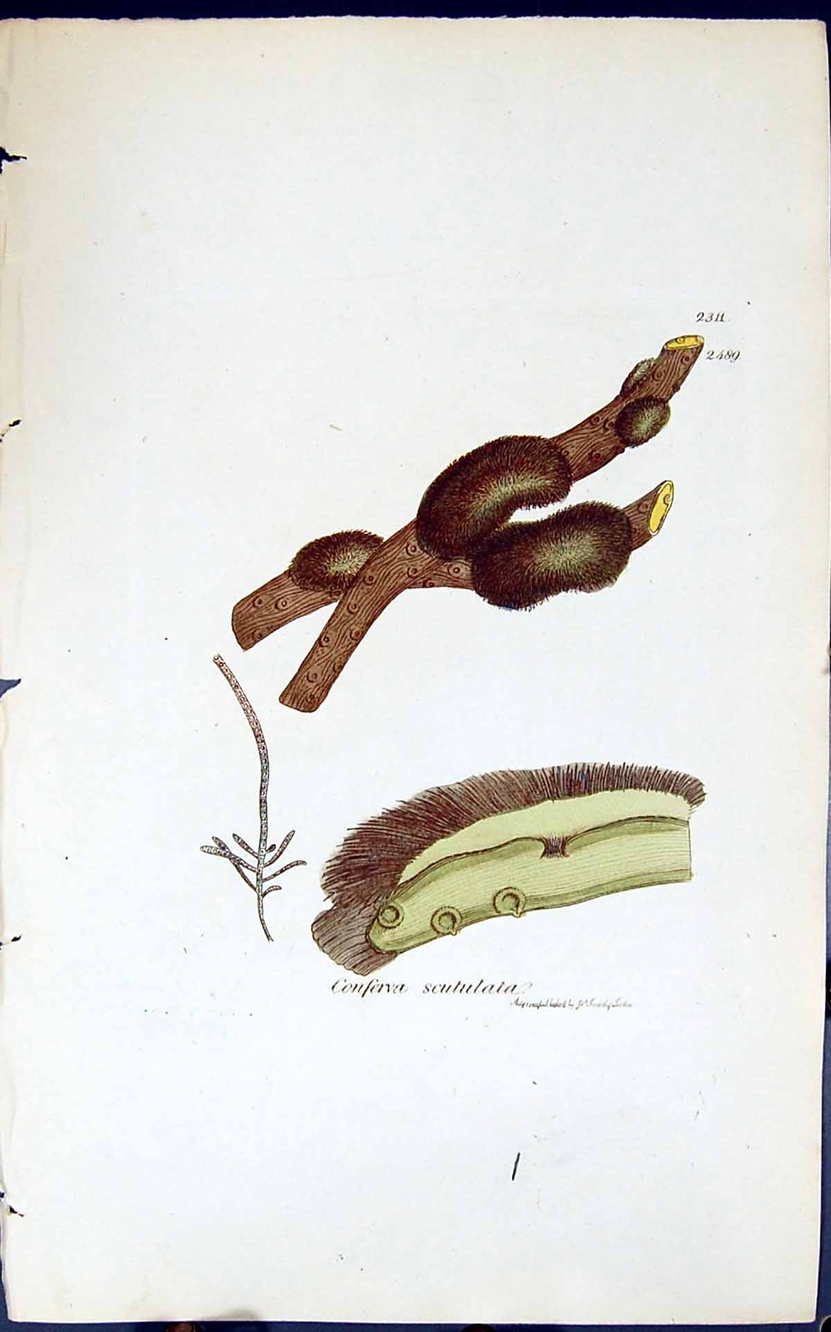 Antique Old Print Conferva Scutulata 1847 British Plants Sowerby Smith Colour