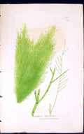 Antique Print Conferva Flavescens 1847 British Plants Sowerby Smith Colour 19th