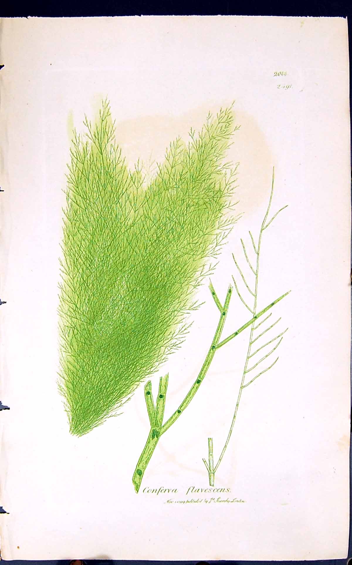 Antique Print Conferva Flavescens 1847 British Plants Sowerby Smith Colour 19th