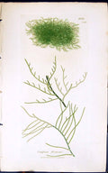 Antique Old Print Conferva Flexuesa 1847 British Plants Sowerby Smith Colour