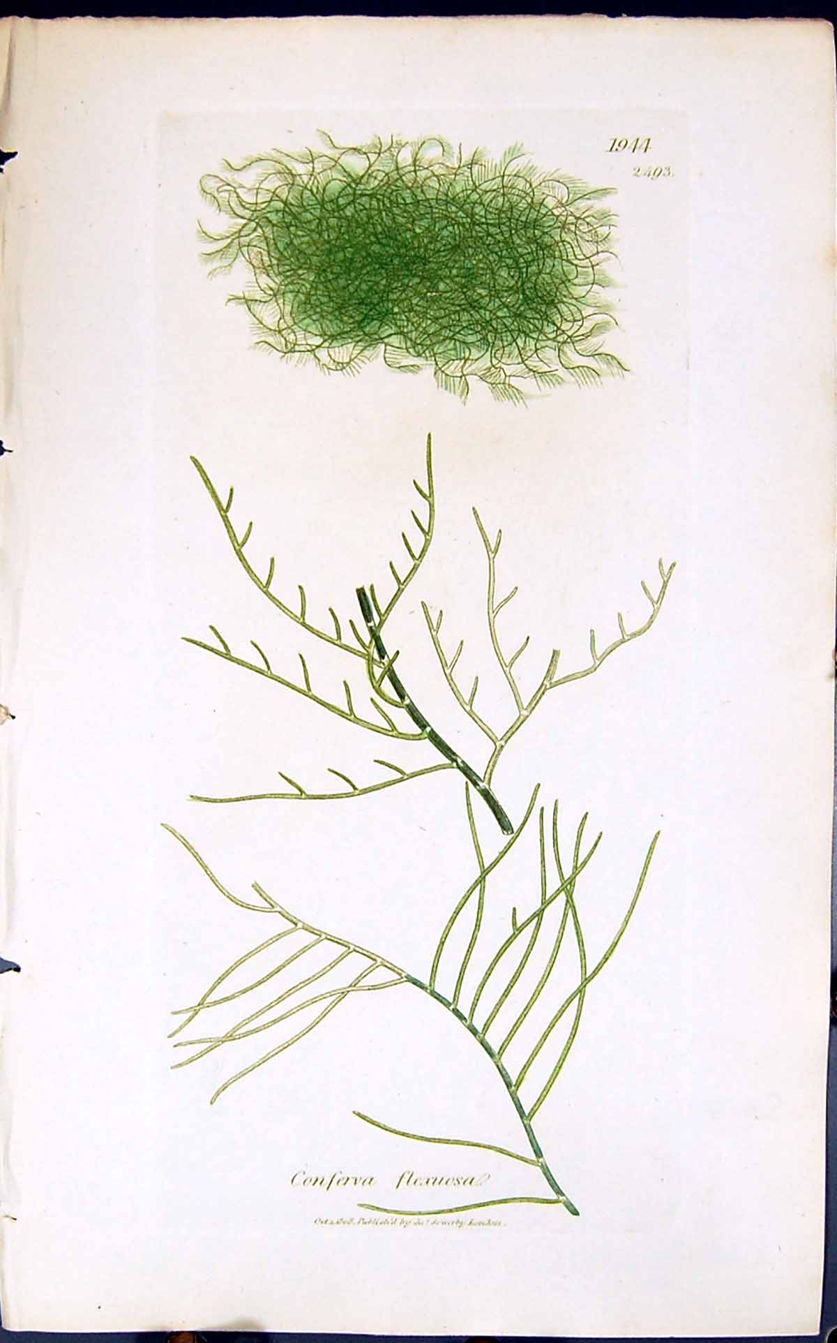Antique Old Print Conferva Flexuesa 1847 British Plants Sowerby Smith Colour