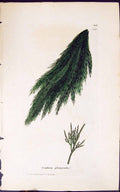 Antique Old Print Conferva Glomerata 1847 British Plants Sowerby Smith Colour