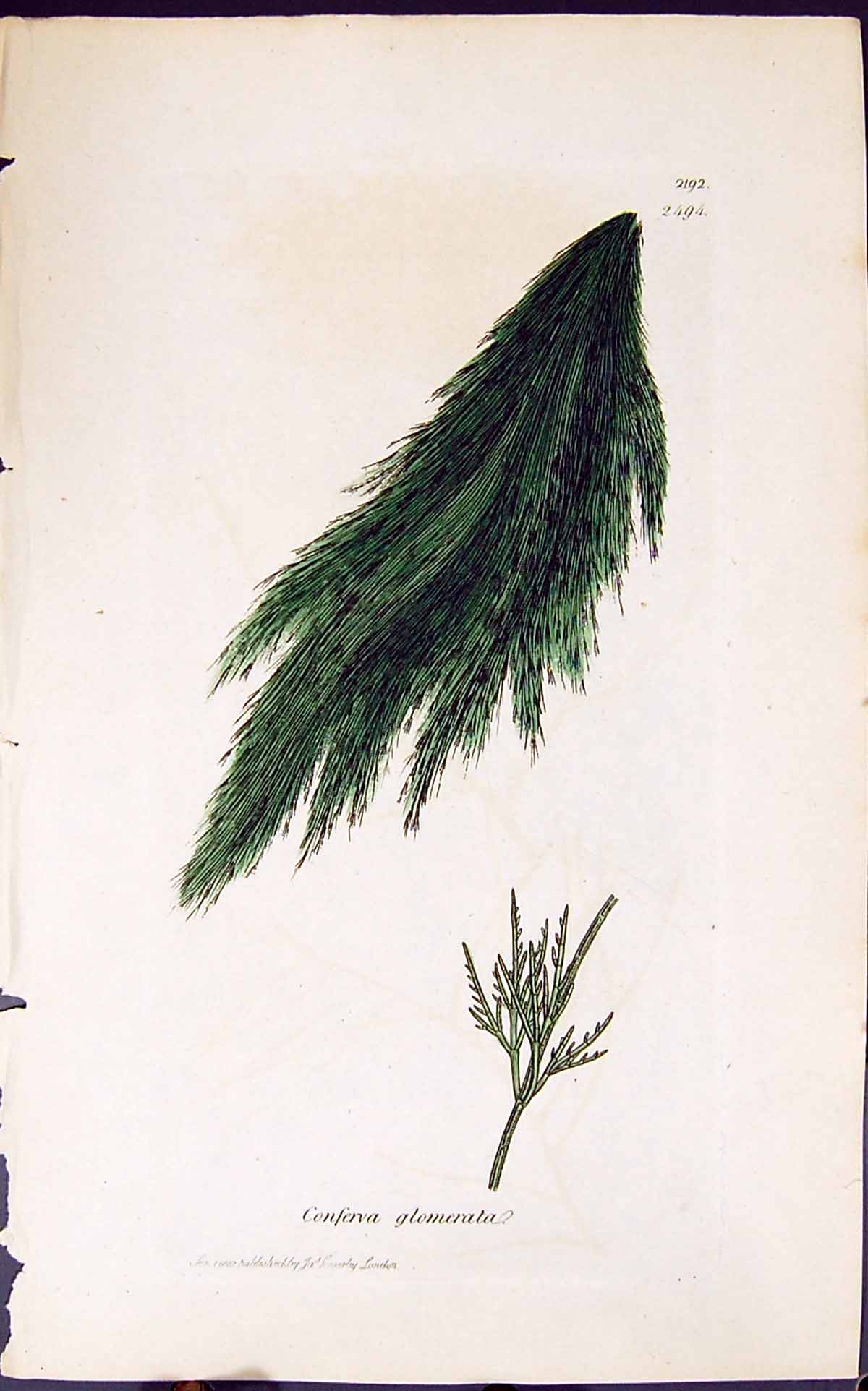 Antique Old Print Conferva Glomerata 1847 British Plants Sowerby Smith Colour