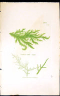 Old Print Conferva Loete Virens 1847 British Plants Sowerby Smith Colour 19th