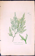 Antique Old Print Conferva Pellucida 1847 British Plants Sowerby Smith Colour