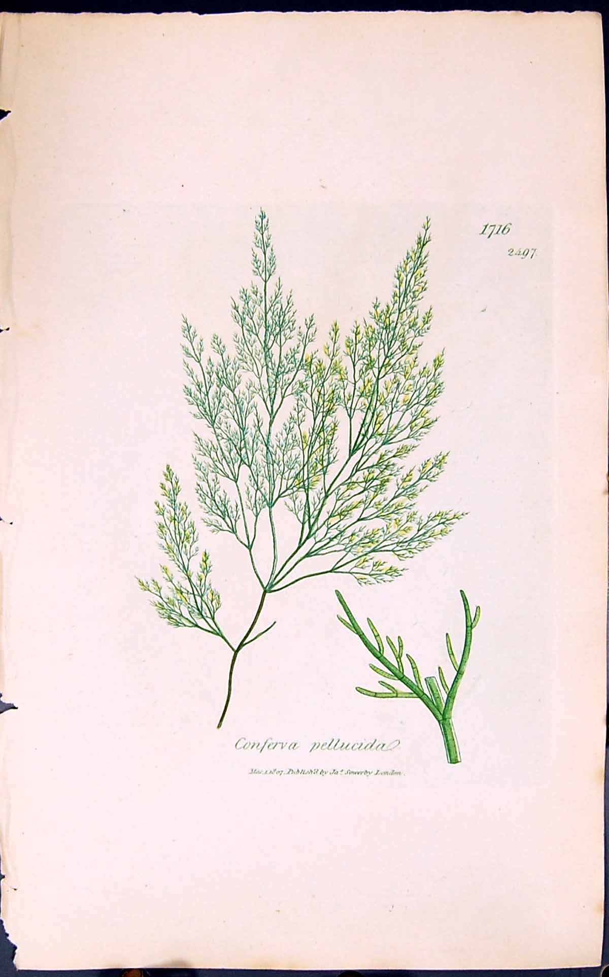 Antique Old Print Conferva Pellucida 1847 British Plants Sowerby Smith Colour