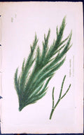 Antique Old Print Conferva Rupestris 1847 British Plants Sowerby Smith Colour