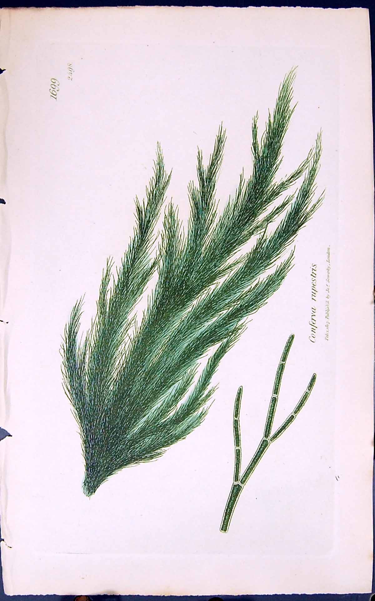 Antique Old Print Conferva Rupestris 1847 British Plants Sowerby Smith Colour