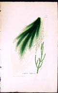 Antique Old Print Conferva Diffusa 1847 British Plants Sowerby Smith Colour