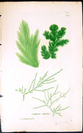 Antique Old Print Conferva Alibida 1847 British Plants Sowerby Smith Colour