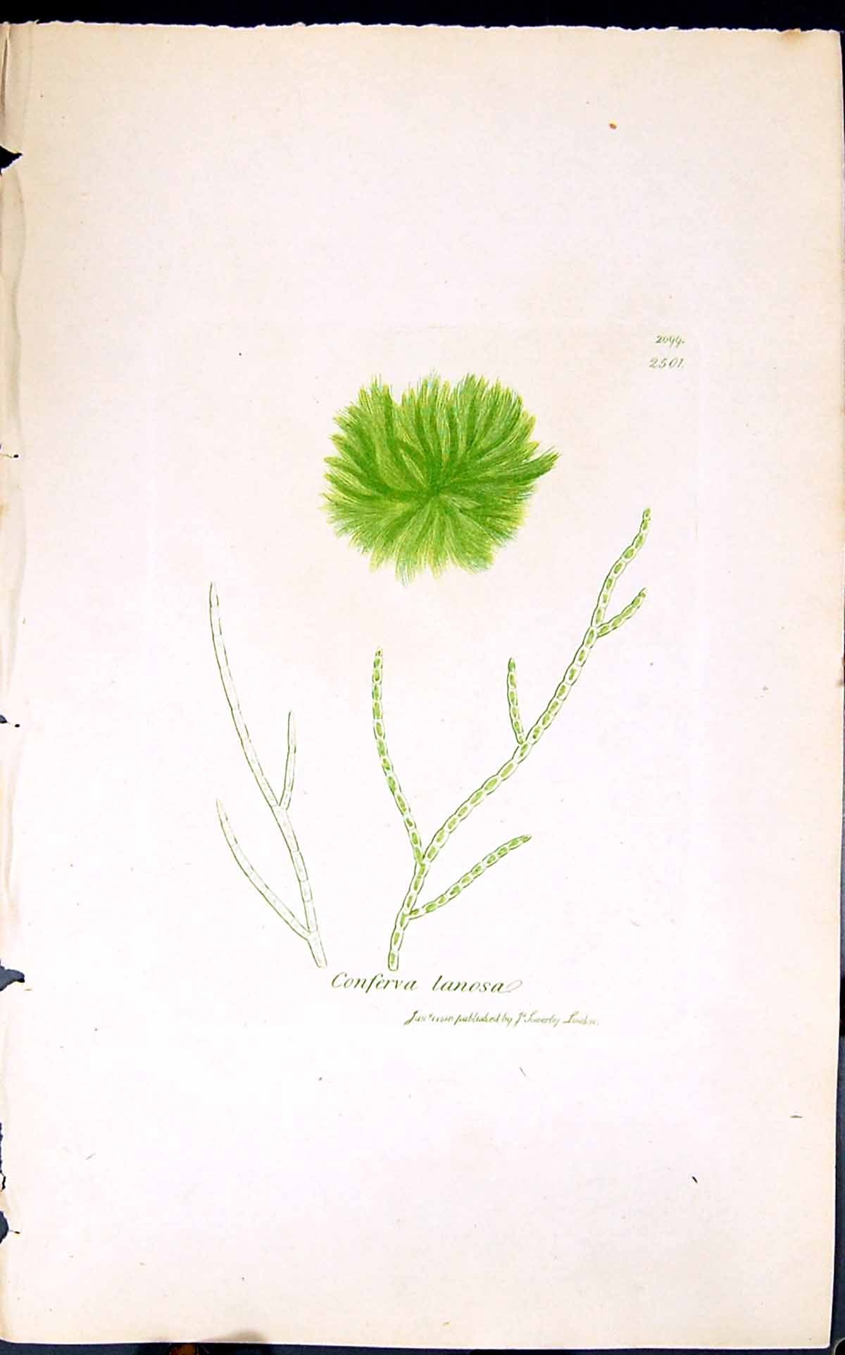 Antique Old Print Conferva Lanosa 1847 British Plants Sowerby Smith Colour 19th