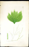 Old Antique Print Conferva Arcta 1847 British Plants Sowerby Smith Colour 19th