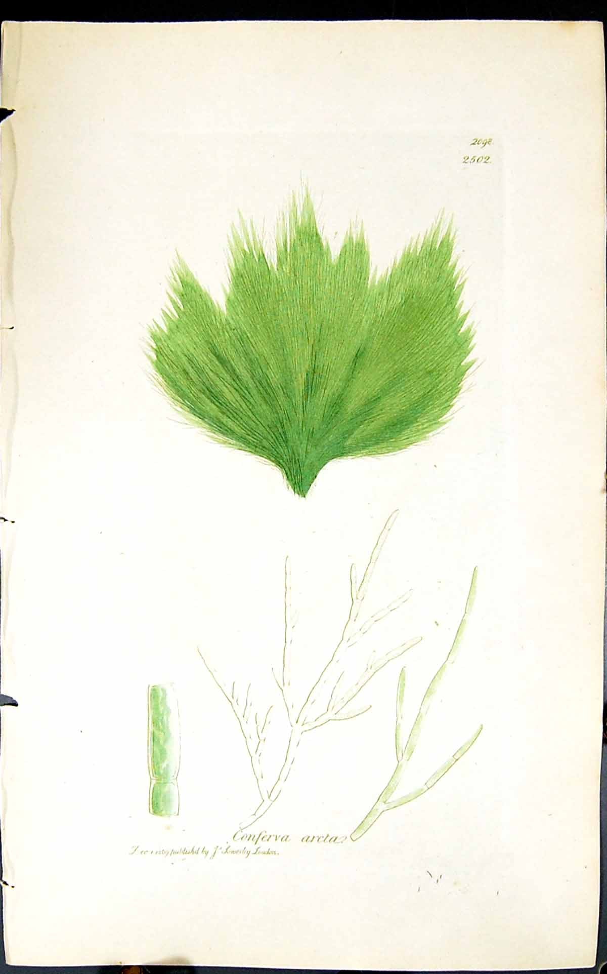 Old Antique Print Conferva Arcta 1847 British Plants Sowerby Smith Colour 19th