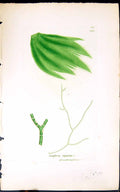 Antique Old Print Conferva Riparia 1847 British Plants Sowerby Smith Colour