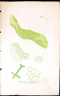 Antique Old Print Hydrodictyon Utriculatum 1847 British Plants Sowerby Smith