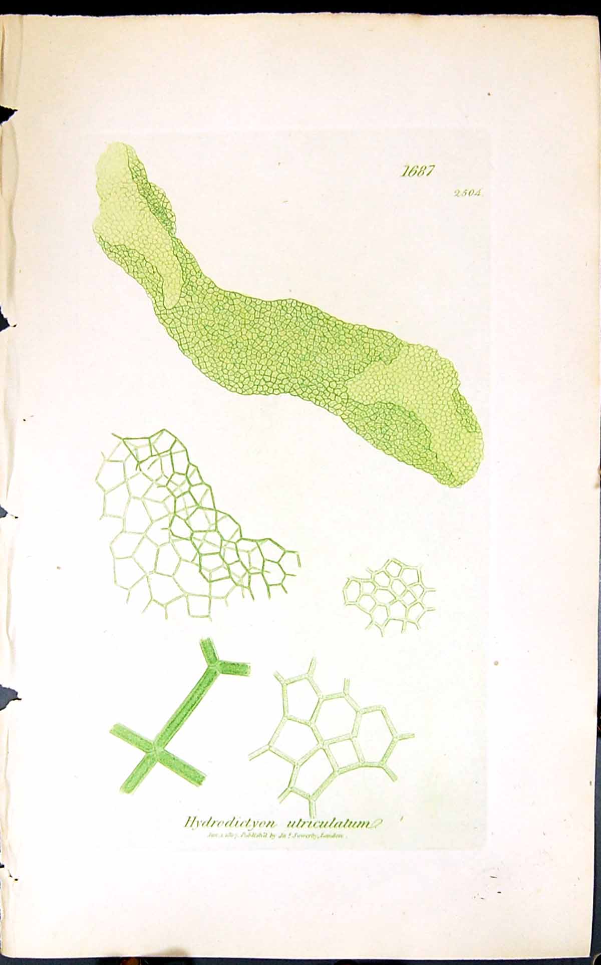 Antique Old Print Hydrodictyon Utriculatum 1847 British Plants Sowerby Smith