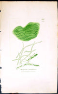 Antique Print Mougeotia Genuflexa 1847 British Plants Sowerby Smith Colour 19th