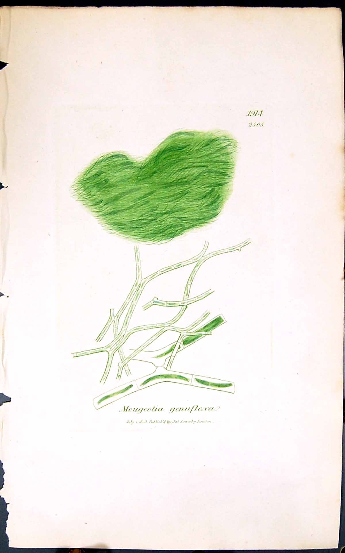 Antique Print Mougeotia Genuflexa 1847 British Plants Sowerby Smith Colour 19th