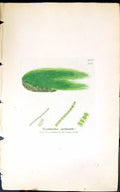 Antique Print Tyndaridea Pectinata 1847 British Plants Sowerby Smith Colour