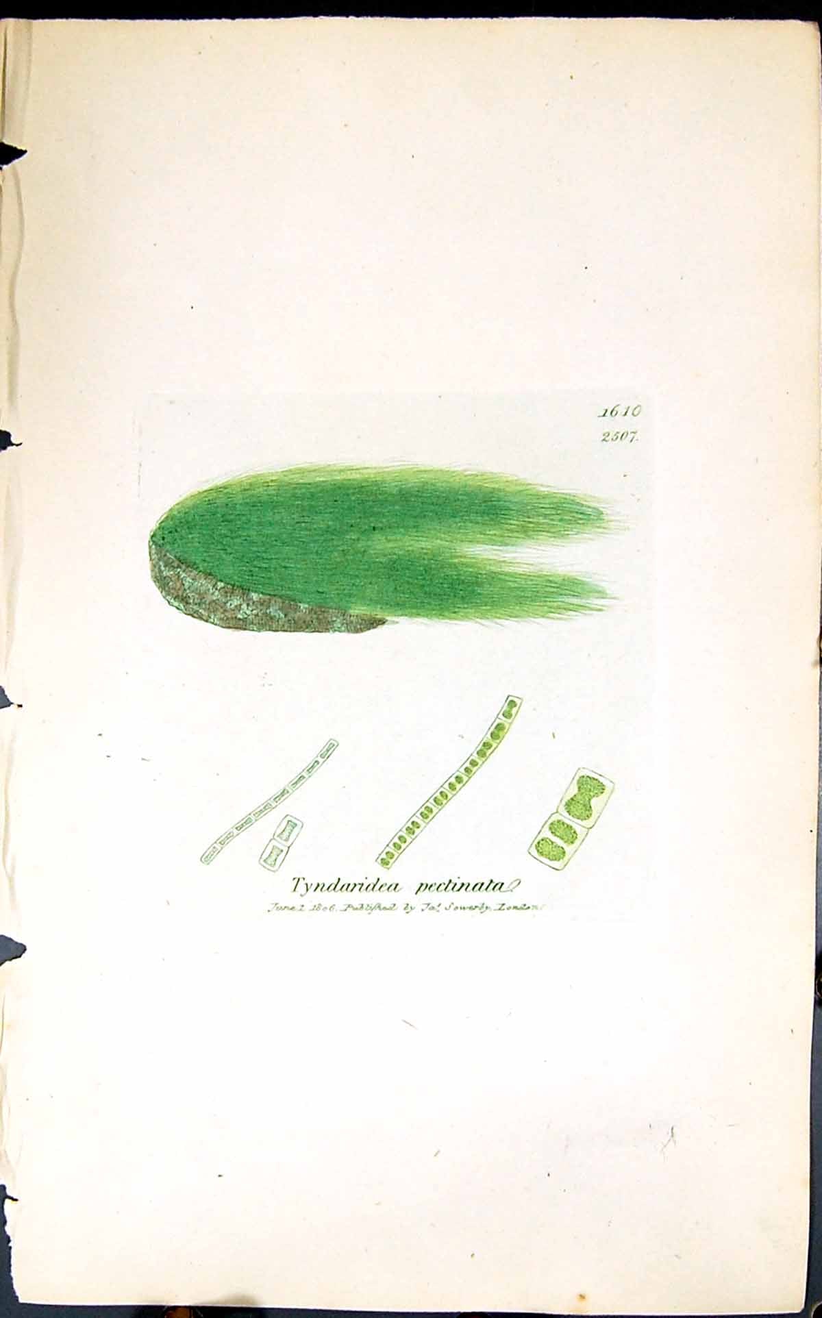 Antique Print Tyndaridea Pectinata 1847 British Plants Sowerby Smith Colour