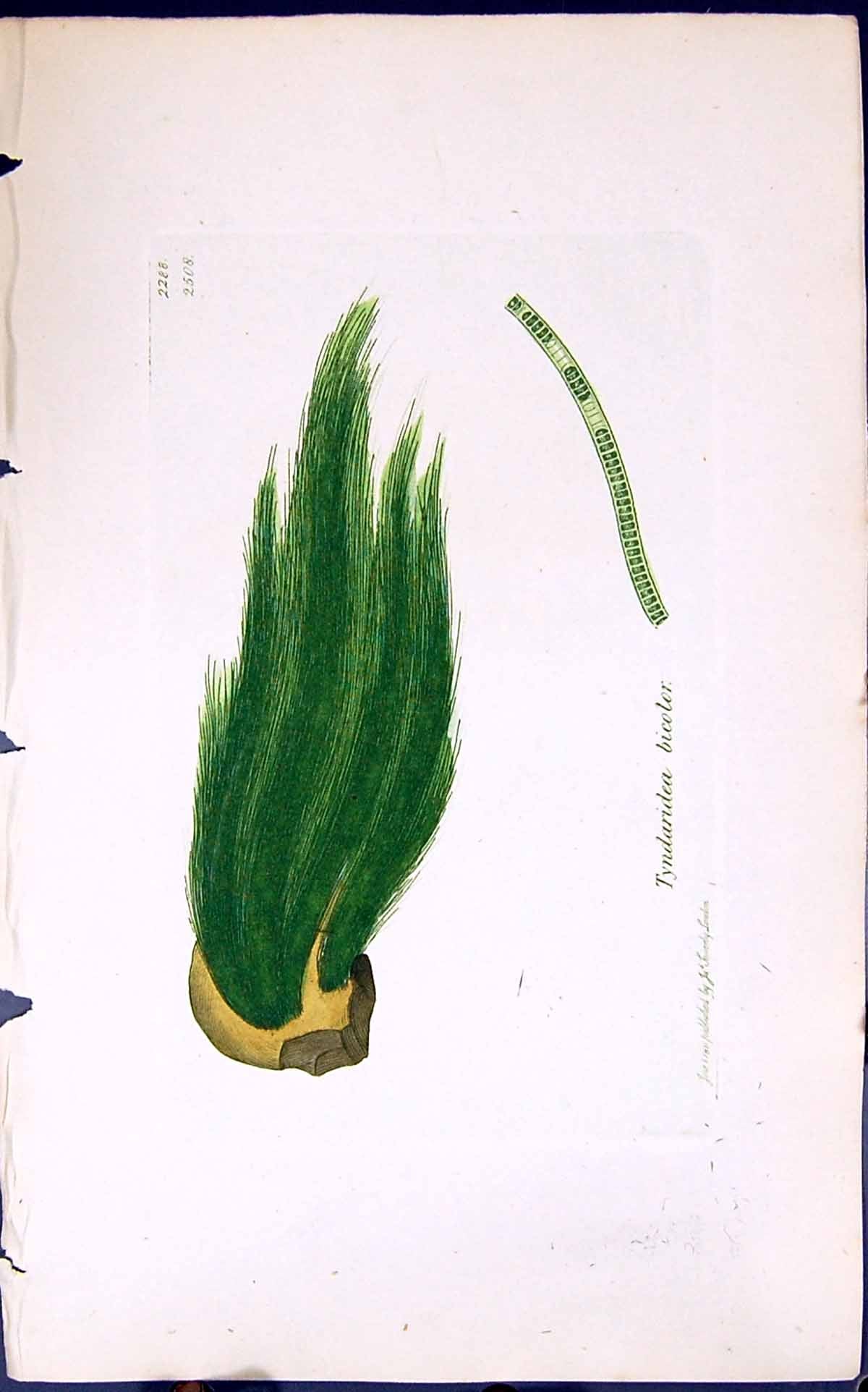 Antique Old Print Tyndaridea Bicolor 1847 British Plants Sowerby Smith Colour