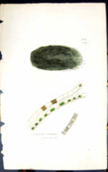 Antique Old Print Zygnema Nitidum 1847 British Plants Sowerby Smith Colour 19th
