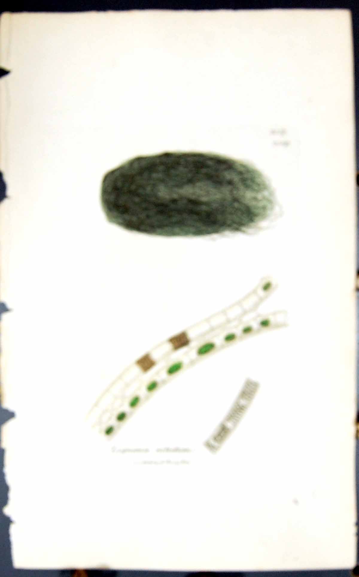 Antique Old Print Zygnema Nitidum 1847 British Plants Sowerby Smith Colour 19th