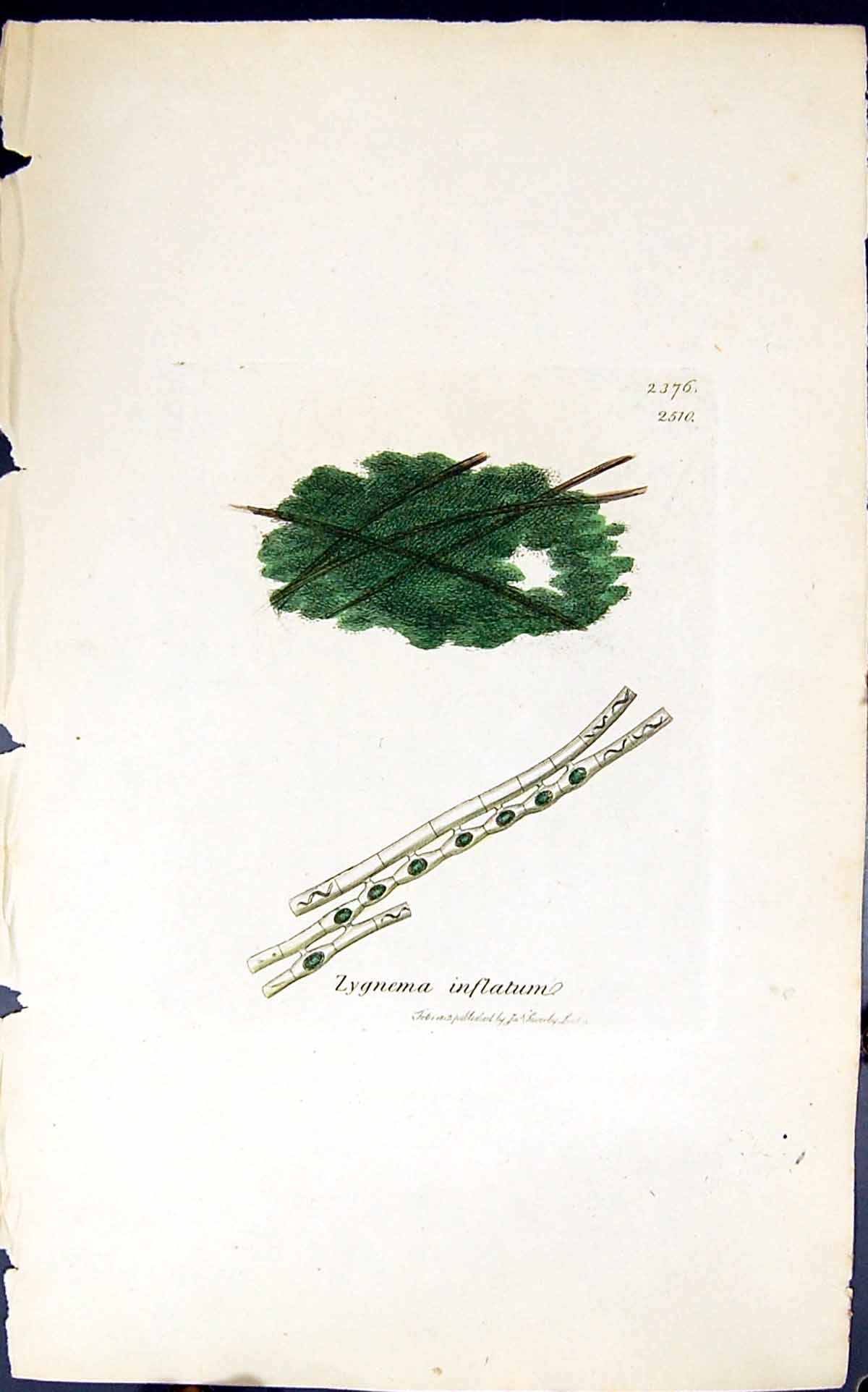 Antique Old Print Zygnema Inflatum 1847 British Plants Sowerby Smith Colour