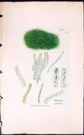 Antique Old Print Zygnema Spiralis 1847 British Plants Sowerby Smith Colour