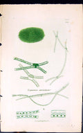 Antique Old Print Zygnema Curvatum 1847 British Plants Sowerby Smith Colour