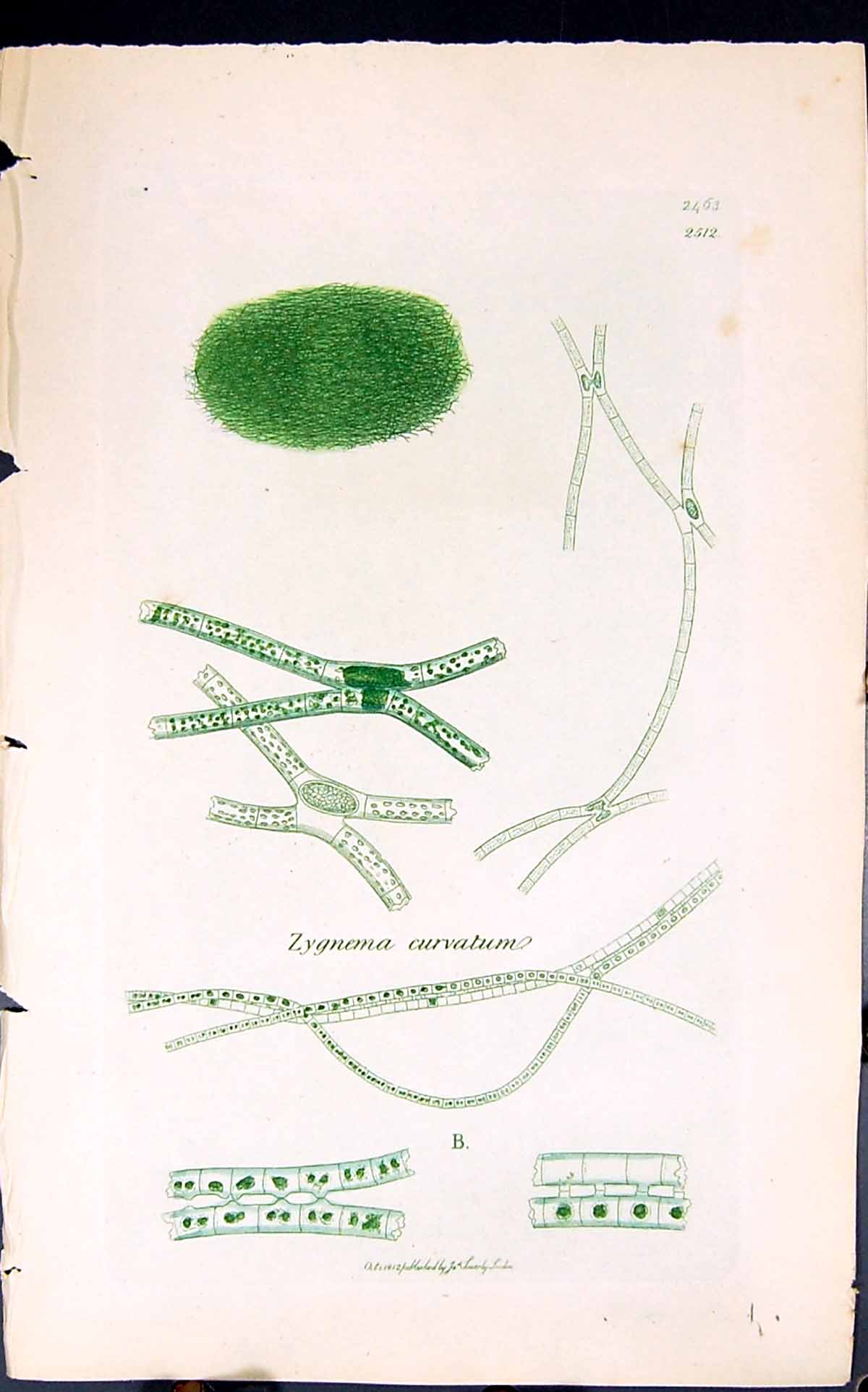 Antique Old Print Zygnema Curvatum 1847 British Plants Sowerby Smith Colour