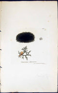 Old Print Stigonema Altrovirens 1847 British Plants Sowerby Smith Colour 19th