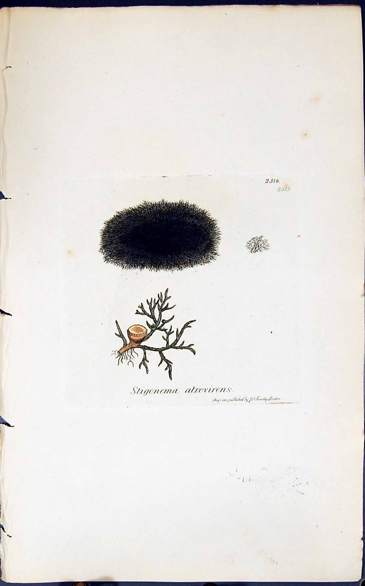Old Print Stigonema Altrovirens 1847 British Plants Sowerby Smith Colour 19th