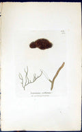 Antique Old Print Scytnema Ocellatum 1847 British Plants Sowerby Smith Colour