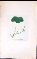 Antique Print Scytonema Myochrous 1847 British Plants Sowerby Smith Colour 19th
